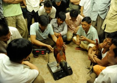 Chicken fighting - Cambodia