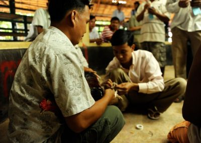 Chicken fighting - Cambodia