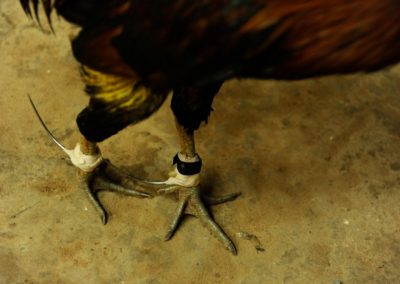 Chicken fighting - Cambodia