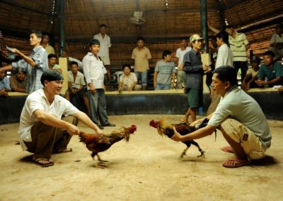 Chicken fighting - Cambodia