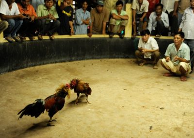 Chicken fighting - Cambodia