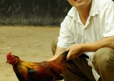 Chicken fighting - Cambodia