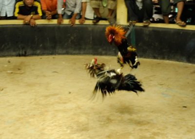 Chicken fighting - Cambodia