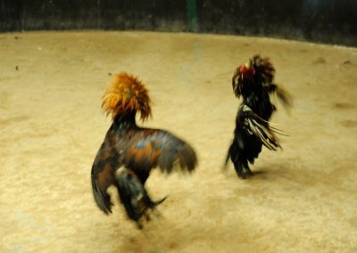 Chicken fighting - Cambodia