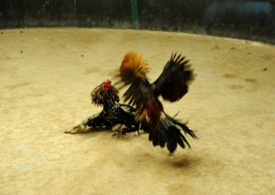 Chicken fighting - Cambodia