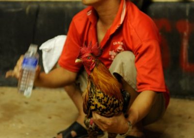 Chicken fighting - Cambodia