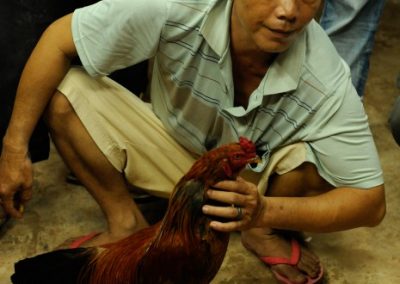 Chicken fighting - Cambodia