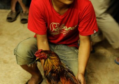 Chicken fighting - Cambodia