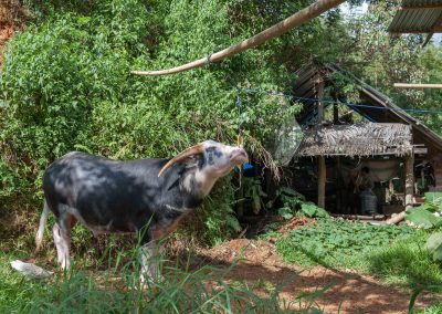 Tana Toraja