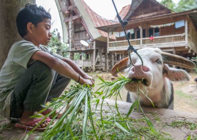 Tana Toraja